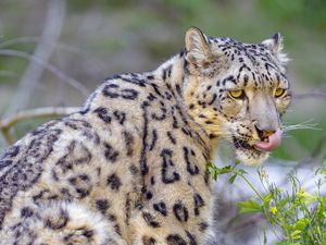 Preview wallpaper irbis, snow leopard, animal, predator, protruding tongue, big cat