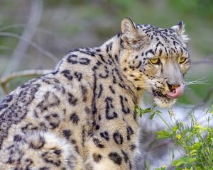 Preview wallpaper irbis, snow leopard, animal, predator, protruding tongue, big cat