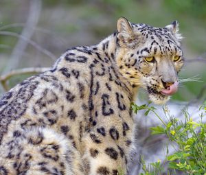 Preview wallpaper irbis, snow leopard, animal, predator, protruding tongue, big cat