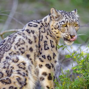 Preview wallpaper irbis, snow leopard, animal, predator, protruding tongue, big cat