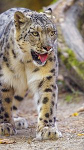 Preview wallpaper irbis, snow leopard, animal, protruding tongue, predator, big cat