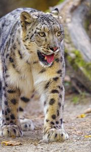 Preview wallpaper irbis, snow leopard, animal, protruding tongue, predator, big cat