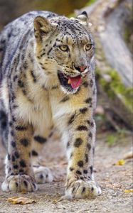 Preview wallpaper irbis, snow leopard, animal, protruding tongue, predator, big cat