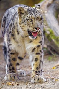 Preview wallpaper irbis, snow leopard, animal, protruding tongue, predator, big cat