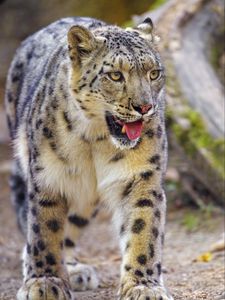 Preview wallpaper irbis, snow leopard, animal, protruding tongue, predator, big cat