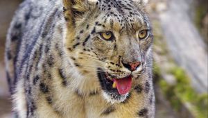 Preview wallpaper irbis, snow leopard, animal, protruding tongue, predator, big cat