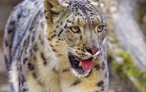 Preview wallpaper irbis, snow leopard, animal, protruding tongue, predator, big cat