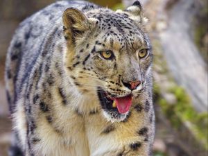 Preview wallpaper irbis, snow leopard, animal, protruding tongue, predator, big cat