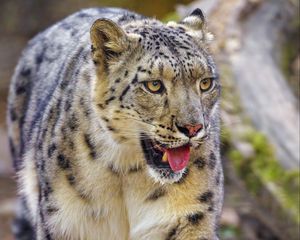 Preview wallpaper irbis, snow leopard, animal, protruding tongue, predator, big cat