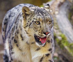 Preview wallpaper irbis, snow leopard, animal, protruding tongue, predator, big cat