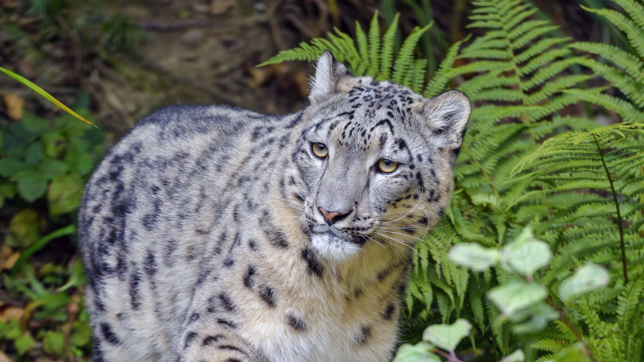 Wallpaper irbis, snow leopard, animal, glance, predator hd, picture, image