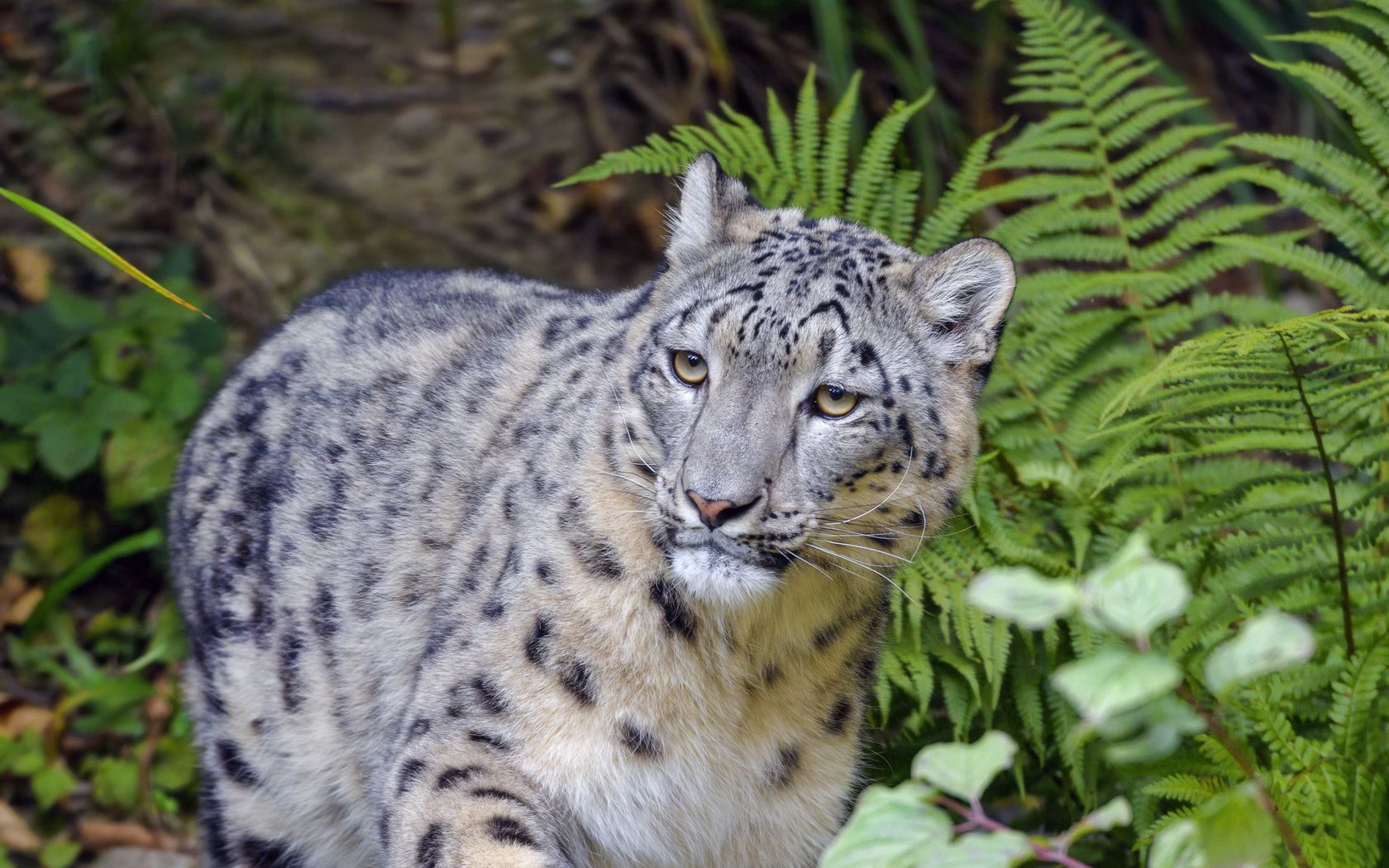 Download wallpaper 1680x1050 irbis, snow leopard, animal, glance ...