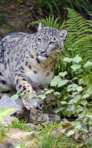 Preview wallpaper irbis, snow leopard, animal, glance, predator