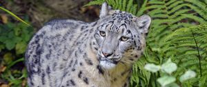 Preview wallpaper irbis, snow leopard, animal, glance, predator