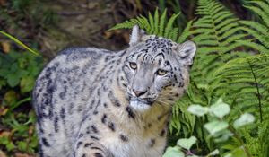 Preview wallpaper irbis, snow leopard, animal, glance, predator
