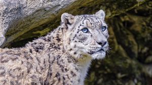 Preview wallpaper irbis, snow leopard, big cat, predator, animal