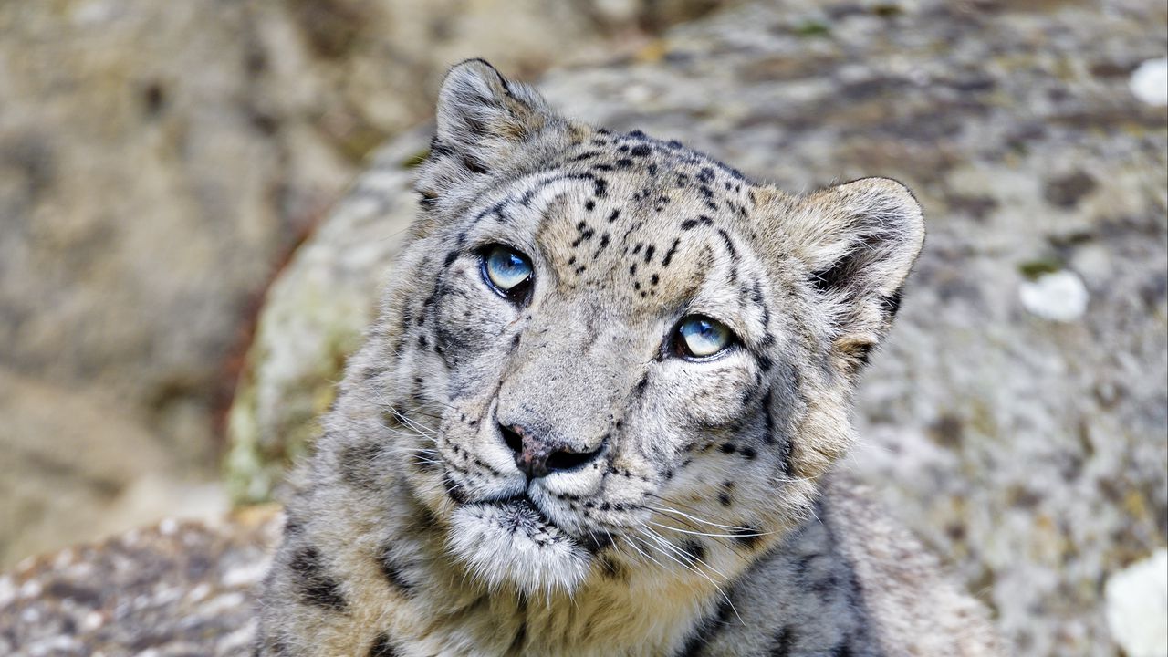 Wallpaper irbis, snow leopard, big cat, animal, predator