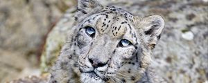 Preview wallpaper irbis, snow leopard, big cat, animal, predator