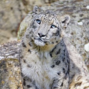Preview wallpaper irbis, snow leopard, big cat, animal, predator
