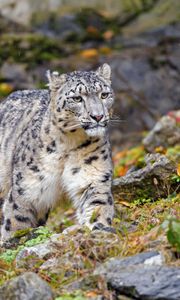 Preview wallpaper irbis, snow leopard, big cat, animal, wildlife