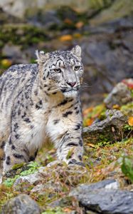 Preview wallpaper irbis, snow leopard, big cat, animal, wildlife