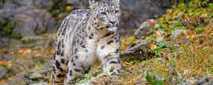 Preview wallpaper irbis, snow leopard, big cat, animal, wildlife