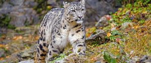 Preview wallpaper irbis, snow leopard, big cat, animal, wildlife