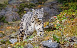 Preview wallpaper irbis, snow leopard, big cat, animal, wildlife