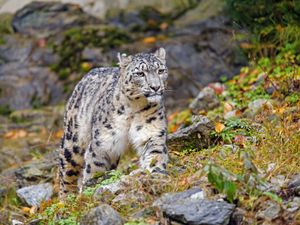 Preview wallpaper irbis, snow leopard, big cat, animal, wildlife