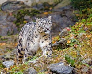 Preview wallpaper irbis, snow leopard, big cat, animal, wildlife