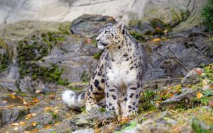 Preview wallpaper irbis, snow leopard, big cat, predator