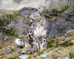 Preview wallpaper irbis, snow leopard, big cat, predator