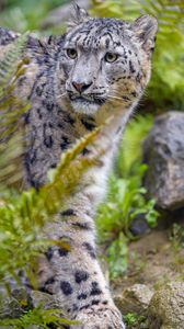 Preview wallpaper irbis, snow leopard, big cat, predator, glance