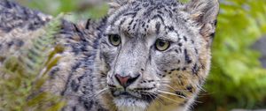 Preview wallpaper irbis, snow leopard, big cat, predator, glance