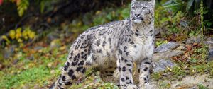 Preview wallpaper irbis, snow leopard, big cat, predator, wildlife