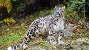 Preview wallpaper irbis, snow leopard, big cat, predator, wildlife