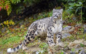 Preview wallpaper irbis, snow leopard, big cat, predator, wildlife