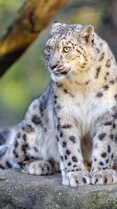 Preview wallpaper irbis, snow leopard, big cat, animal, predator, wild