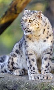 Preview wallpaper irbis, snow leopard, big cat, animal, predator, wild