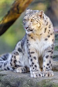 Preview wallpaper irbis, snow leopard, big cat, animal, predator, wild