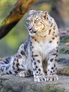 Preview wallpaper irbis, snow leopard, big cat, animal, predator, wild