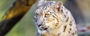 Preview wallpaper irbis, snow leopard, big cat, animal, predator, wild