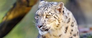 Preview wallpaper irbis, snow leopard, big cat, animal, predator, wild