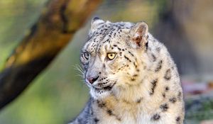 Preview wallpaper irbis, snow leopard, big cat, animal, predator, wild