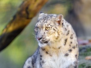 Preview wallpaper irbis, snow leopard, big cat, animal, predator, wild