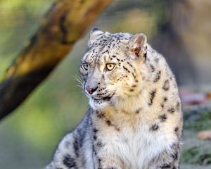 Preview wallpaper irbis, snow leopard, big cat, animal, predator, wild