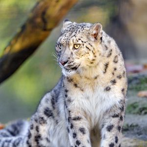 Preview wallpaper irbis, snow leopard, big cat, animal, predator, wild