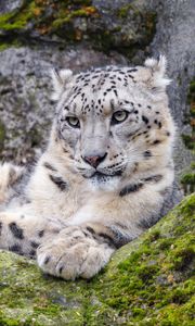 Preview wallpaper irbis, snow leopard, glance, predator, wildlife