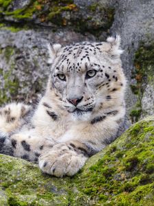 Preview wallpaper irbis, snow leopard, glance, predator, wildlife