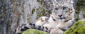 Preview wallpaper irbis, snow leopard, glance, predator, wildlife